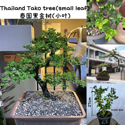 黑金树风水|Tako Tree